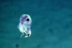 Ученые обнаружили в глубинах Атлантики неизвестные формы жизни