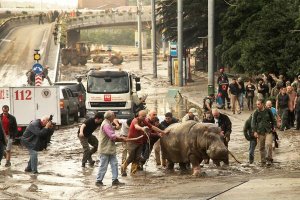 Разрушительный ливень в Тбилиси: десять погибших, из зоопарка сбежали хищные животные