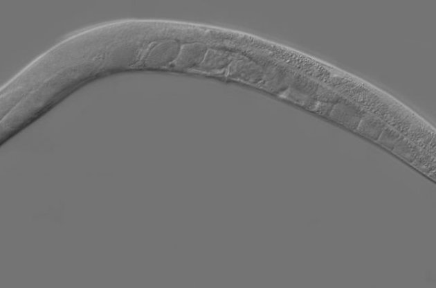 Caenorhabditis elegans має "датчик", схожий з телевізійною антеною