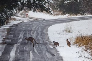 В середине июля Австралию засыпало мокрым снегом