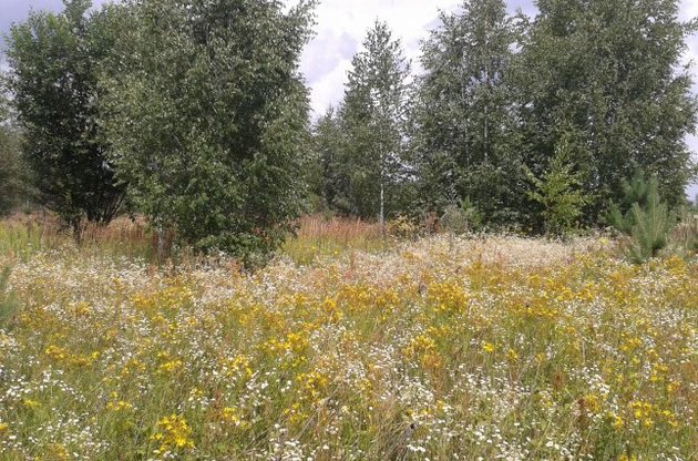 У найближчі два дні В Україні буде близько 30°