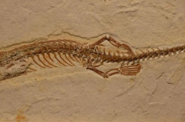 Найденное в Бразилии ископаемое