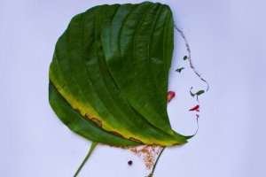 Зелені портрети Надії Антонець