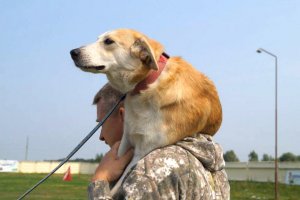 Друг для героя