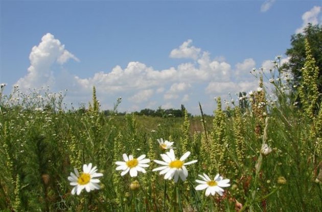Найвища температура повітря завтра у Закарпатті - місцями +35°
