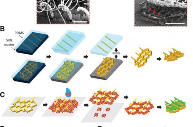 Ученые вырастили клетки, которые располагаются слоями и образуют ячейки, и по своей форме похожие на вытянутые асимметричные пчелиные соты