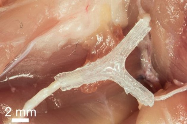 Група вчених створила каркас для нерва за допомогою 3D-принтера.