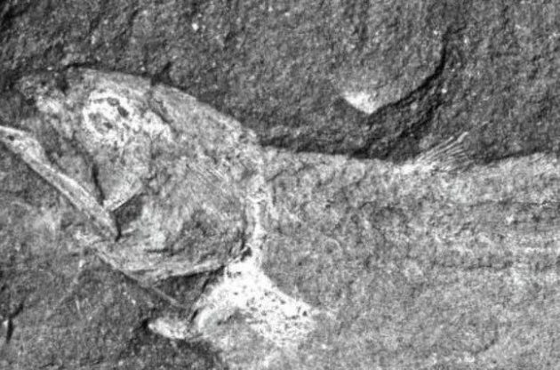 Ученые нашли древнейшую сухопутную рыбу