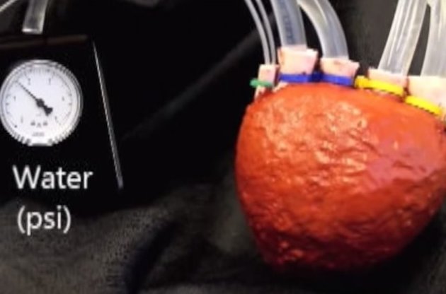 Вчені розробили здатне качати кров серце з пінопласту