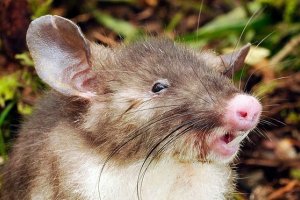 Ученые открыли новый вид крысы с пятачком вместо носа