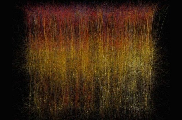 Ученые создали компьютерную модель части крысиного мозга