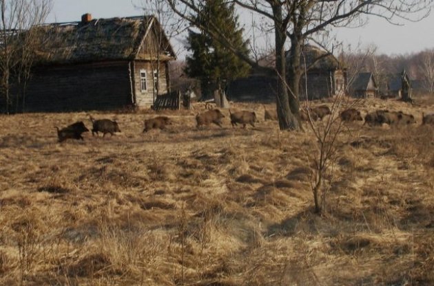 Животных в зоне отчуждения столько же, сколько и остальных не загрязненных радиацией украинских заповедниках