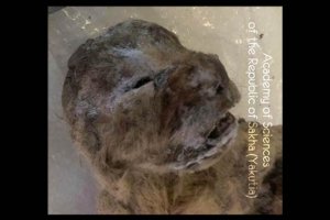 Вчені виявили в Якутії прекрасно збережені рештки печерного лева