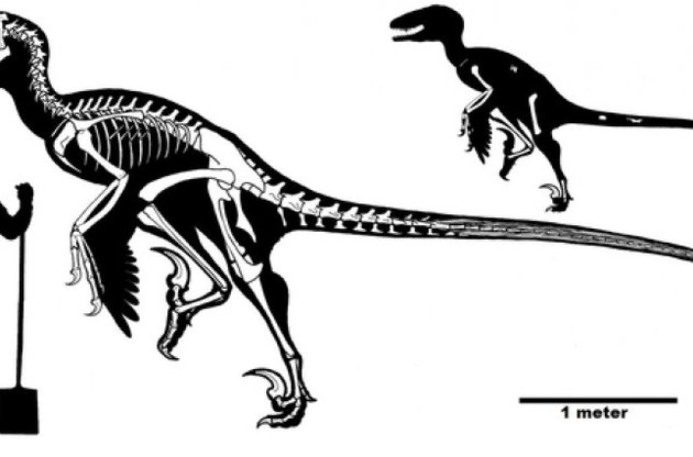Ученые нашли крупнейшего пернатого динозавра