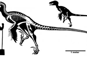 Ученые нашли крупнейшего пернатого динозавра