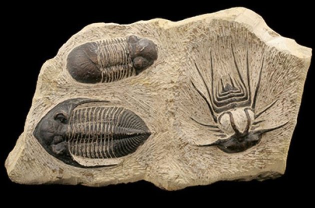 Масові вимирання в історії Землі могли бути пов&#039;язані з дефіцитом мінералів