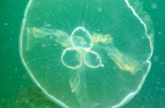 Ученые впервые зафиксировали превращение животного в одноклеточного паразита