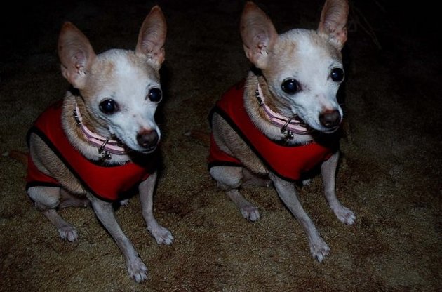 У центрі будуть клонувати навіть собак