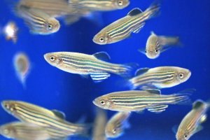 Вчені довели наявність у риб свідомості