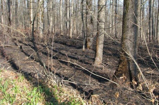 Куди ведуть лісове господарство Волині київські чиновники?