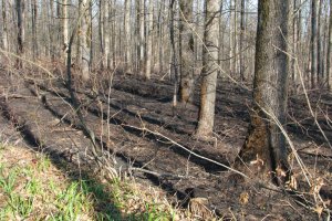 Куди ведуть лісове господарство Волині київські чиновники?