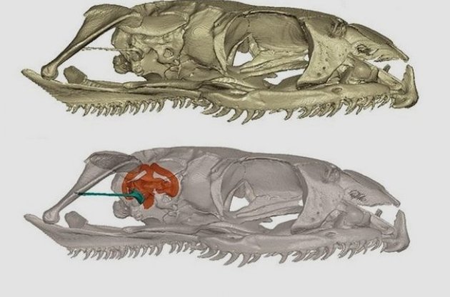 В ходе исследований ученые изучили строение внутреннего уха змеи
