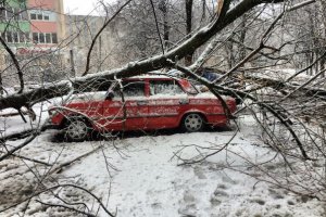 Из-за сильного снегопада в Харькове упало боле 500 деревьев