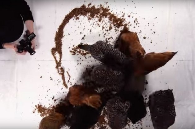 Путина из крошек хлеба склевали куры