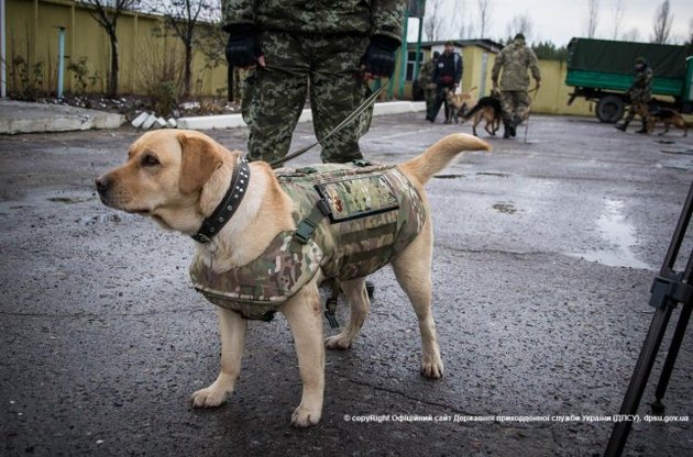 Волонтеры сшили бронежилеты для собак-пограничников на Луганщине