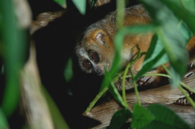 Біологи виявили першого примата за межами Мадагаскару, що  впадає в сплячку