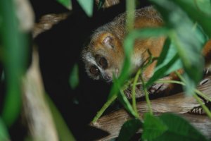 Біологи виявили першого примата за межами Мадагаскару, що  впадає в сплячку