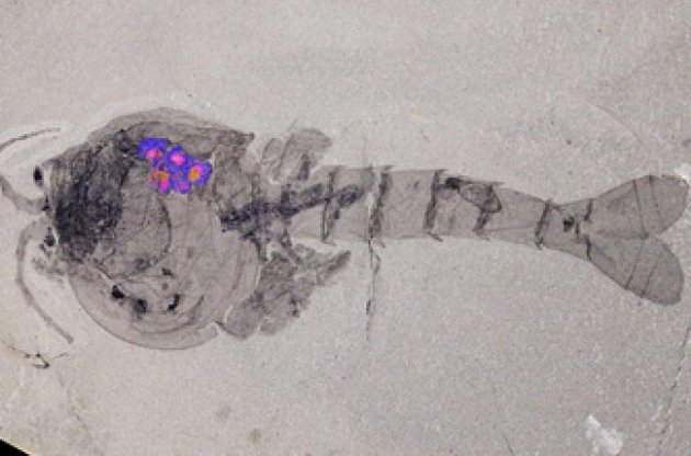 Панцири рачков Waptia fieldensis служили колыбелью