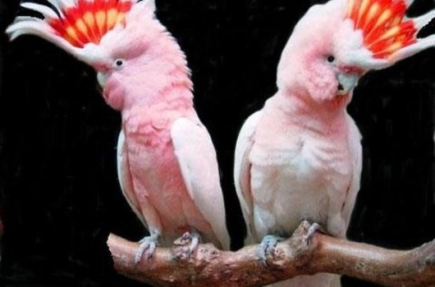 Структура пташиного пір'я сформована інакше