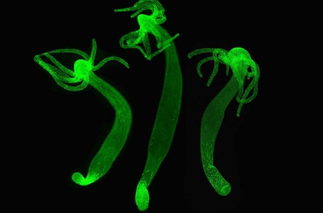 Гидры могут оказаться бессмертными