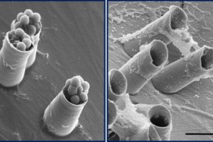 Ученые создали работающую микропушку с диаметром ствола пять микрометров