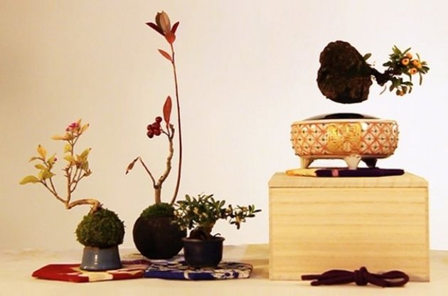 Бонсай парит в воздухе на высоте до двух сантиметров