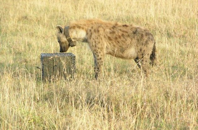 Тваринам пропонувалося відкрити коробку для отримання ласощів
