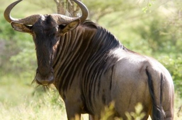 Тварина об'єднувало риси антилопи і динозавра