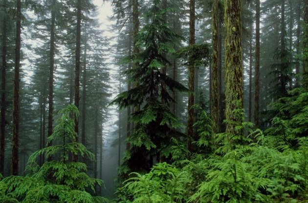 Ученые связали глобальное потепление с новыми хвойными лесами