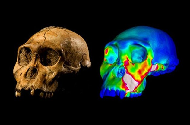 Найдавніші предки людей не були "лускунчиком" - вчені