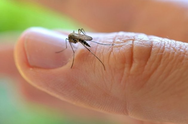 Вирус Зика в Украине могут переносить 53 вида насекомых – Минздрав