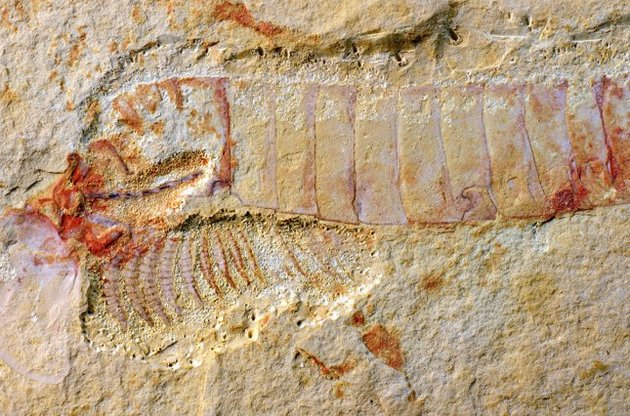 Палеонтологи описали найстарішу нервову систему в світі