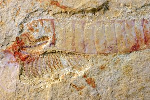 Палеонтологи описали найстарішу нервову систему в світі