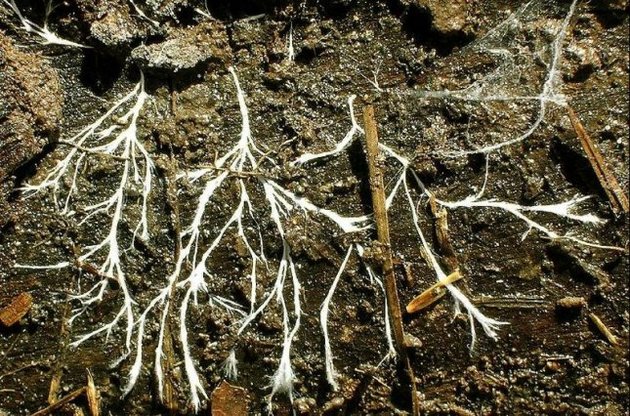 Грибы оказались старейшими окаменелостями на Земле