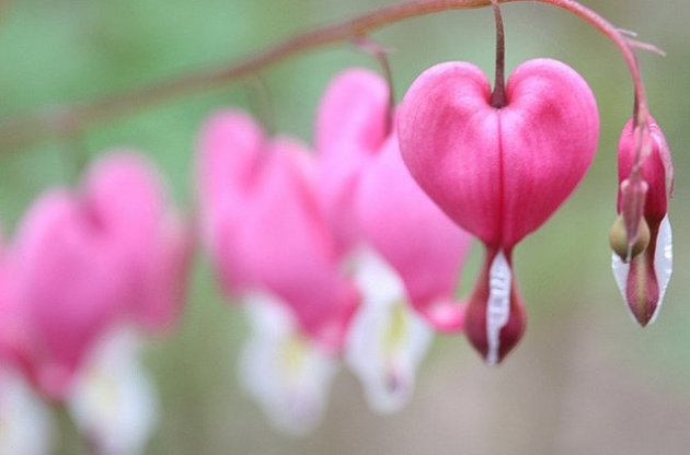 В Украине на 8 марта будет тепло