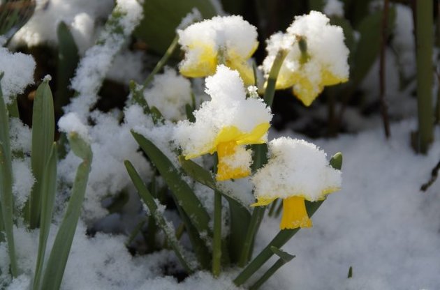 8 марта в Киеве был обновлен температурный рекорд, но к концу недели снова похолодает