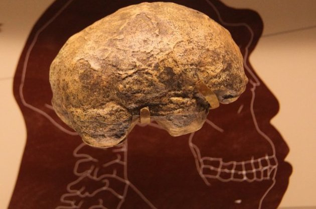 Необхідність жувати їжу, що відпала, послужила причиною еволюційних змін у предків людини