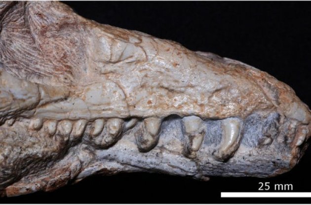 Палеонтологи обнаружили в Бразилии новый вид ископаемой ящерицы