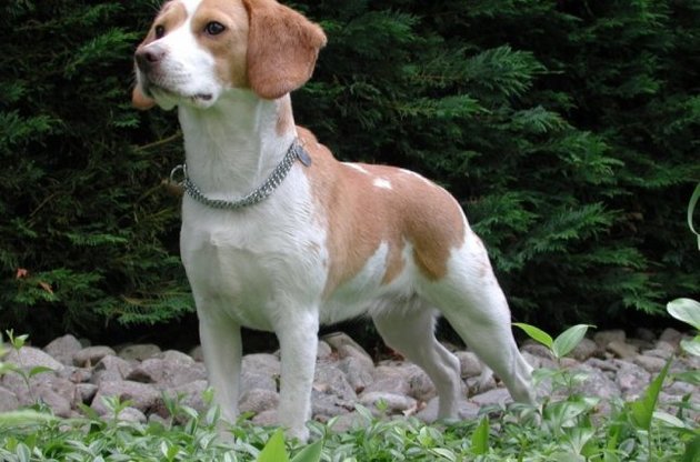 Ученые создали генетически модифицированных биглей