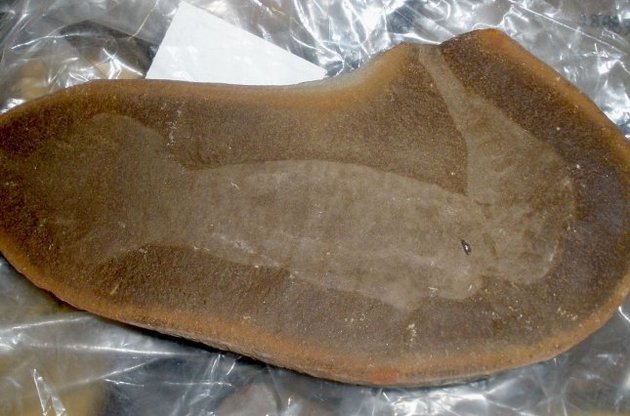 Відбиток &quot;монстра Туллі&quot; в камені